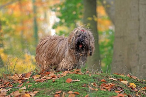 Dog in the forest