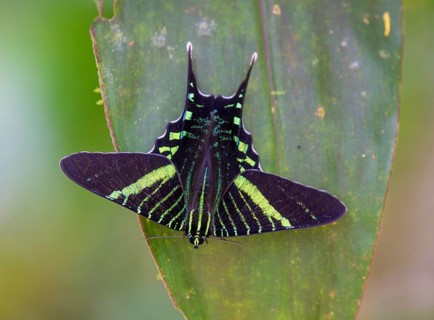 Urania swallowtail moth