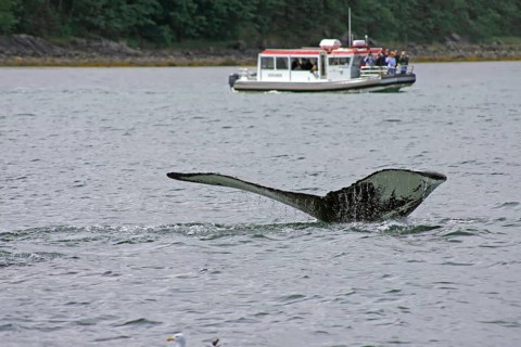 Fluke of a diving humpback whale