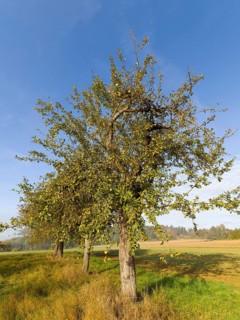 Apple trees in a row