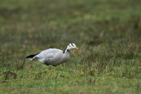 Bar-headed goose