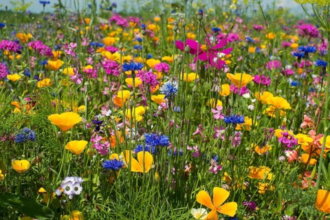 Flower meadow for insects