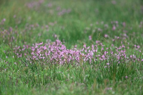 Ragged robins