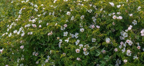 Flowering rugosa rose