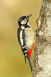 Great spotted woodpecker