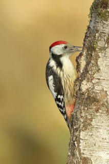 Middle spotted woodpecker