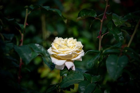 White shrub rose