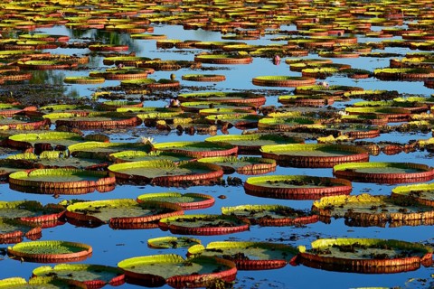 Leaves of the amazon water lily