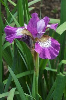 Contrast in Style siberian iris