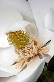 Southern magnolia