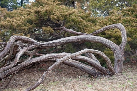 Savin juniper