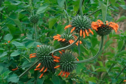 Lion's tail