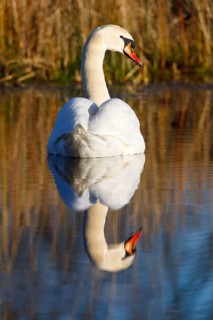Mute swan