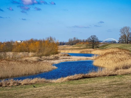 Elbe meadows