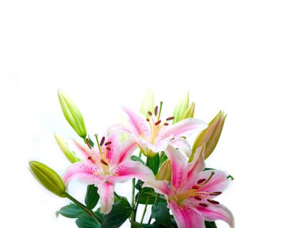 Pink lily flower bunch bouquet over white copyspace