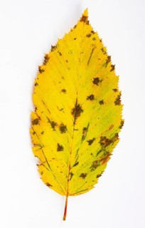 Autumnal discoloured elm leaf