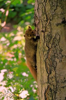 European pine marten