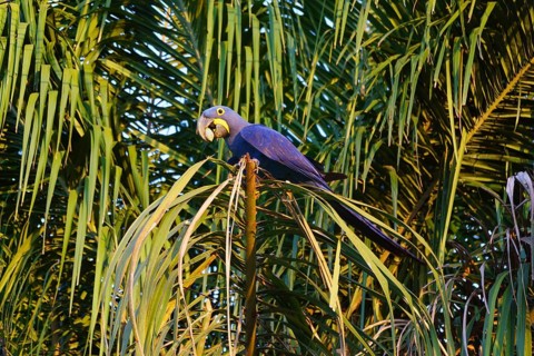 Hyacinth macaw