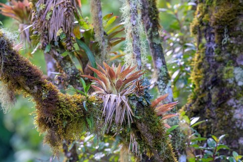 Bromeliads on mossy tree trunk