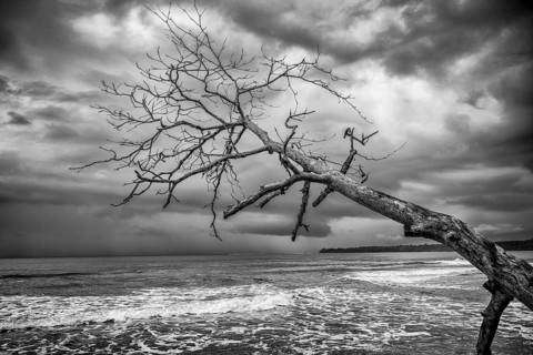 Dead tree on the beach