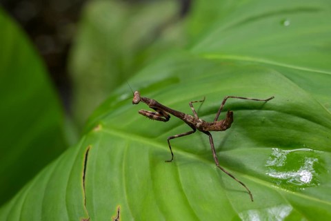 Praying mantis