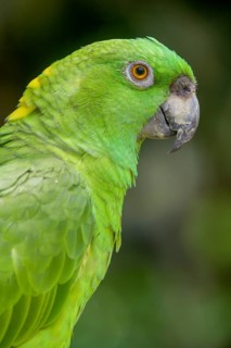 Southern mealy amazon