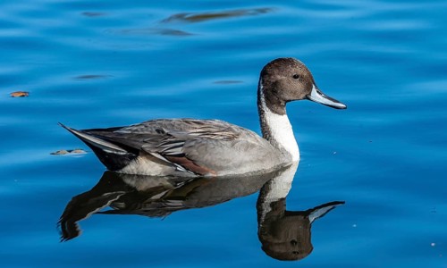 Pintail