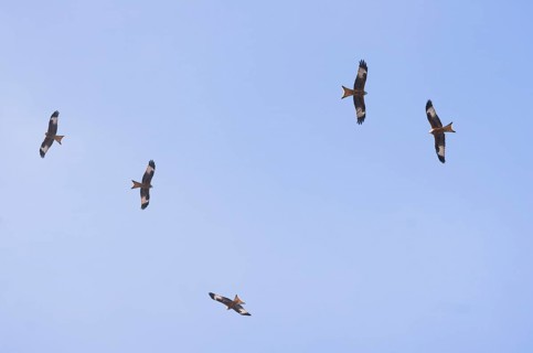 Red kite