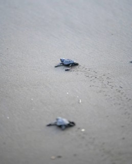 Newly hatched olive ridley sea turtle