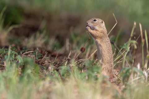 European ground squirrel