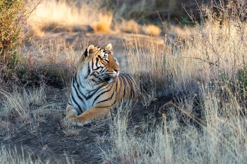 Bengal tiger
