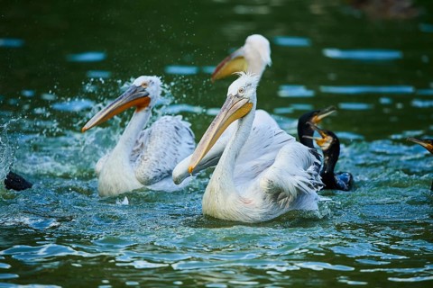 Dalmatian pelican