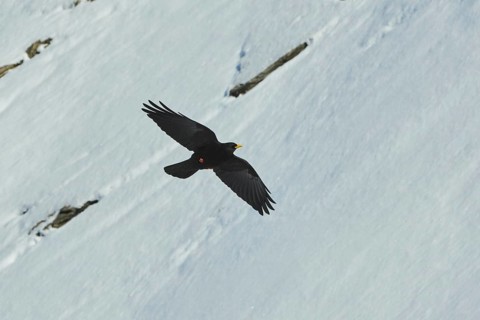 Yellow-billed chough