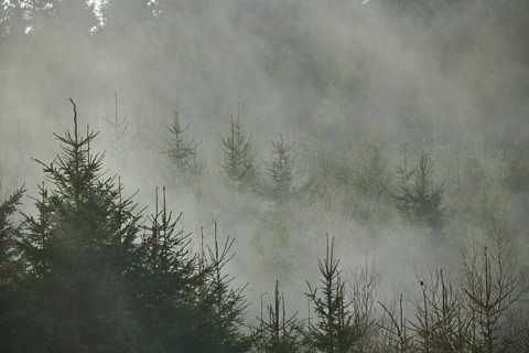 Fog flying over young Norway spruce