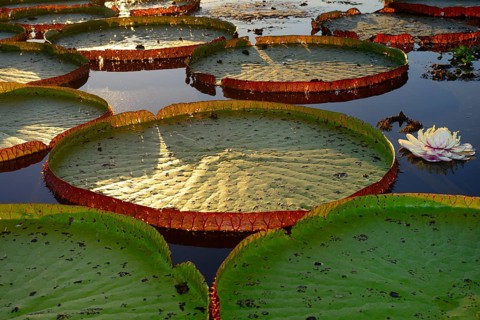 Leaves of the amazon water lily