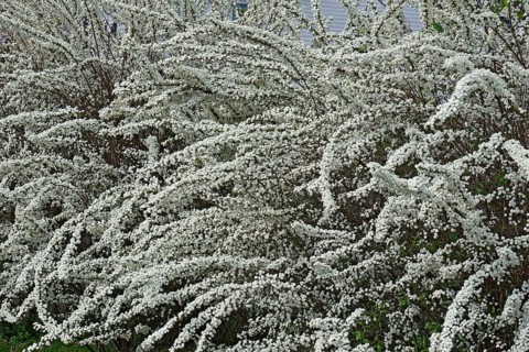 Bridalwreath spirea