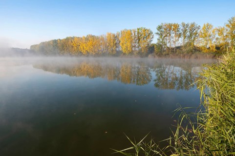 Morning fog and autumn coloured poplars