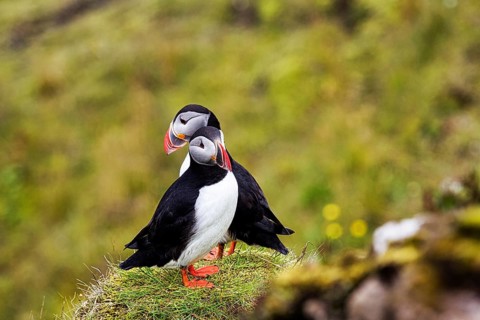Two puffin