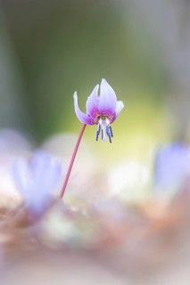 Flowering dog's tooth violet