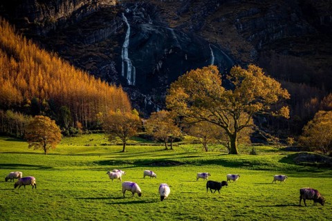 Waterfall and sheep in autumn landscape