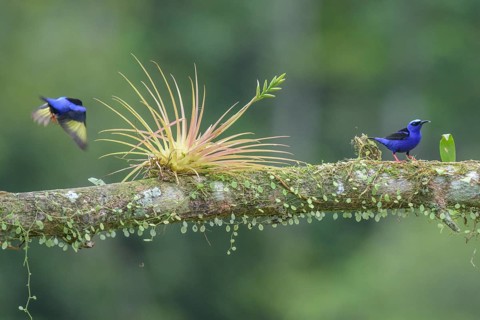 The red-legged honeycreeper