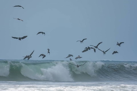 Brown pelicans