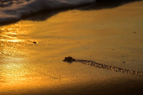 Newly hatched olive ridley sea turtle