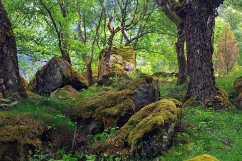 Mossy rocks in the forest