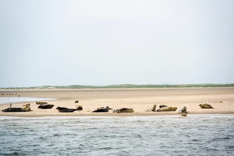Grey seals