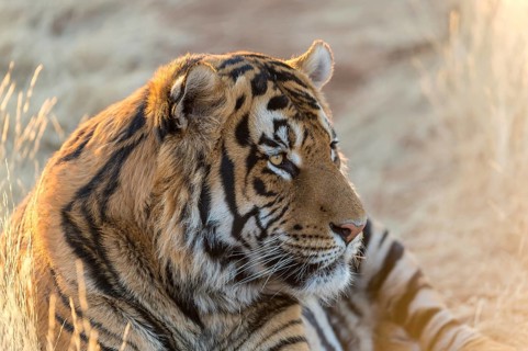 Bengal tiger