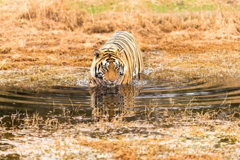 Bengal tiger