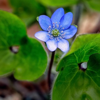 Flowering liverwort