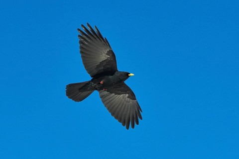 Yellow-billed chough
