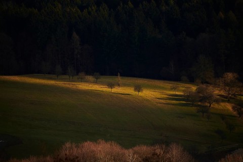 Spotlight from the sun on a small meadow with fruit trees